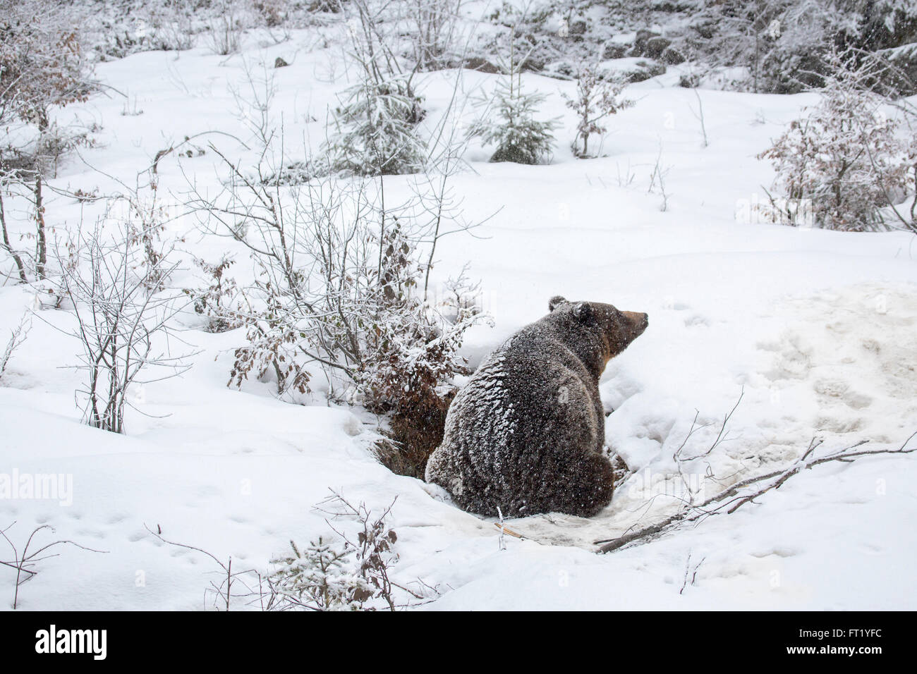 Ours brun (Ursus arctos) entrant dans la neige au cours de la douche automne / hiver Banque D'Images