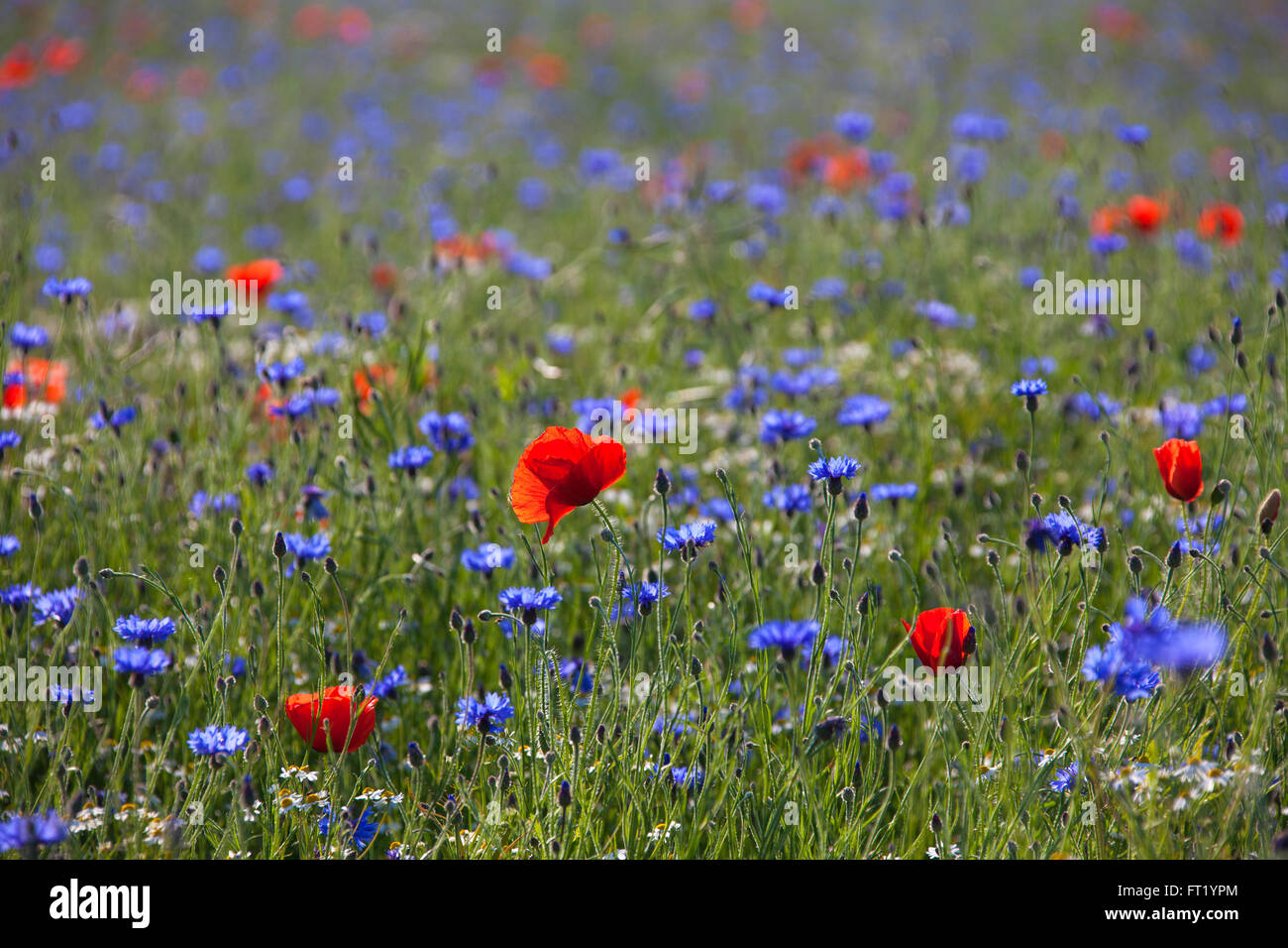 Coquelicot / Rouge Coquelicot (Papaver rhoeas) et barbeaux / bluebottles (Centaurea cyanus) dans le pré en été Banque D'Images