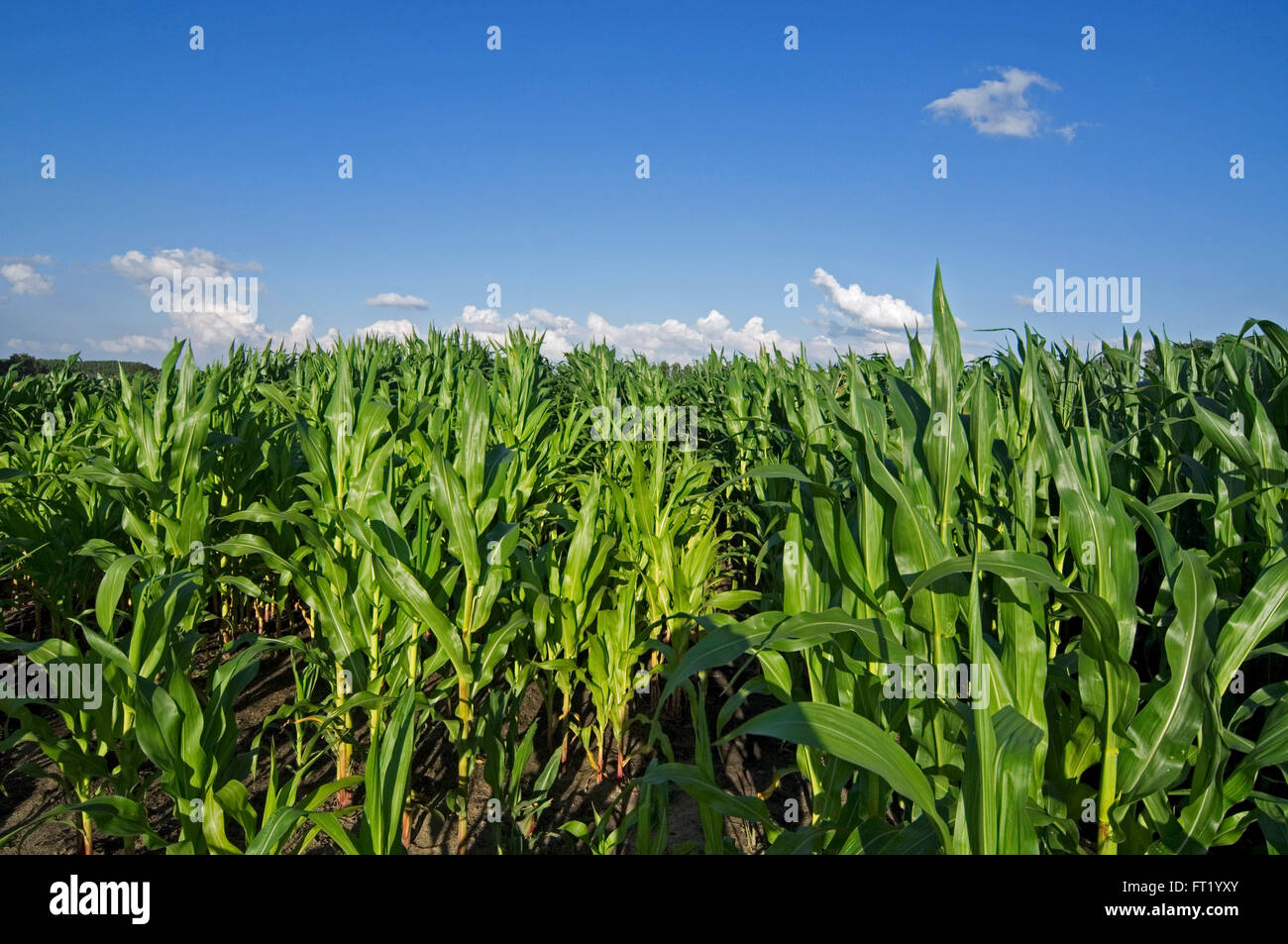 Maizefield / blé / champ de maïs (Zea mays) en été Banque D'Images