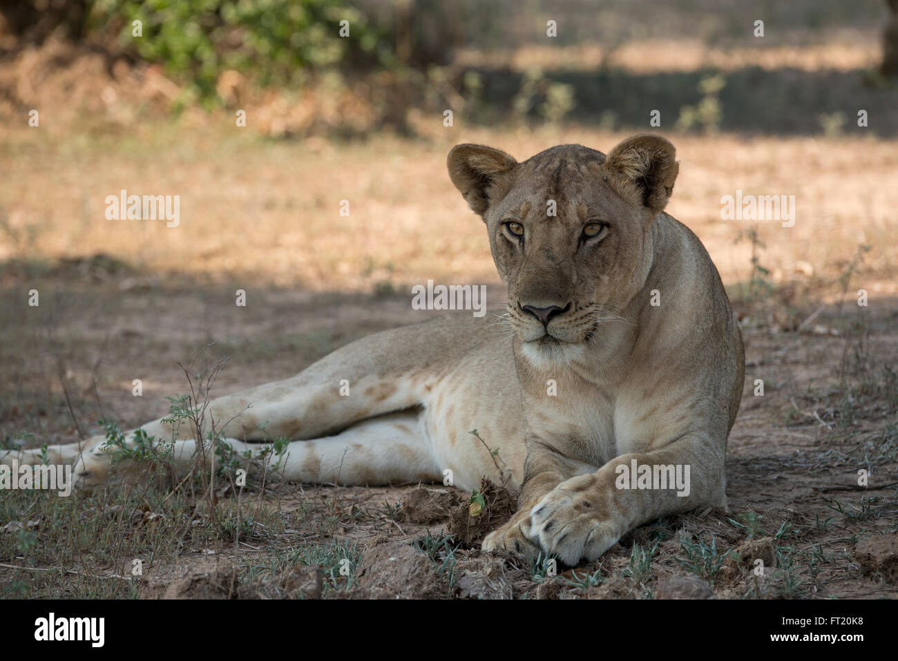 L'Afrique, la Zambie, le parc national de South Luangwa, Mfuwe. Portrait de lionne (WILD : Panthera leo). Banque D'Images