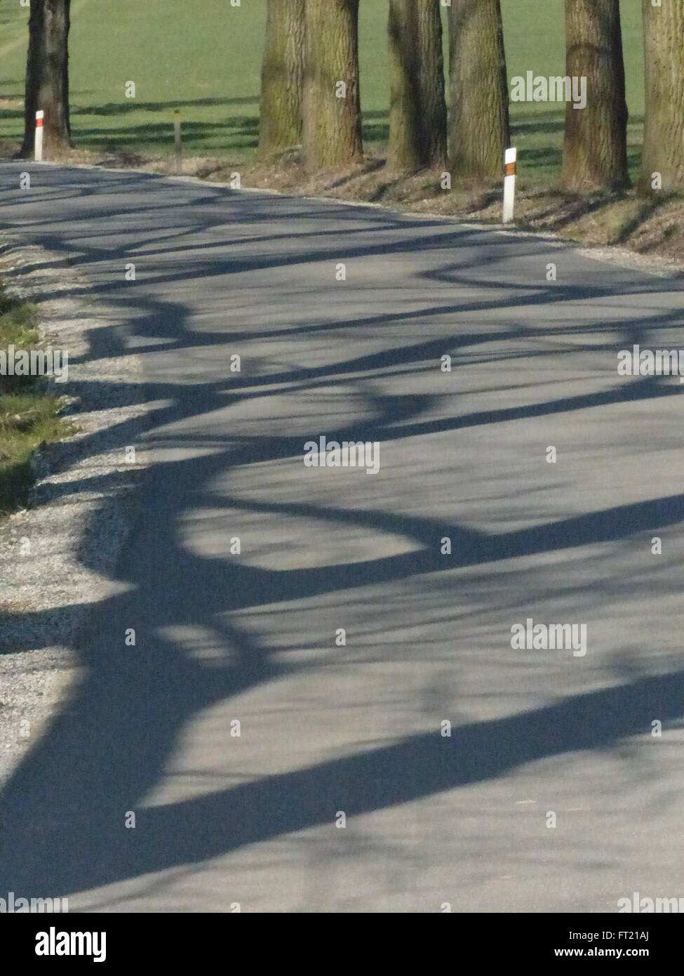 Tree shadows cast par route. Banque D'Images