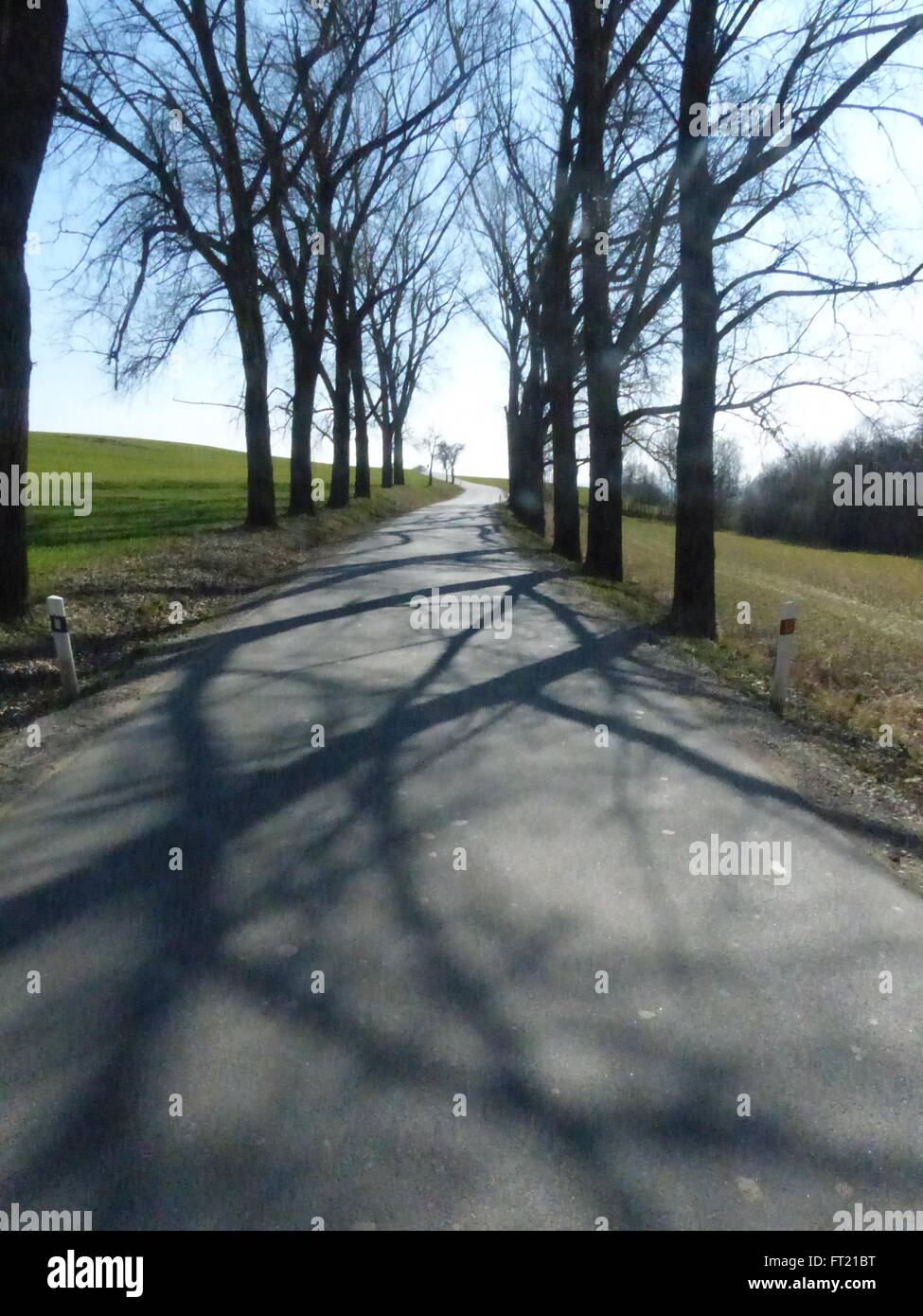 Les ombres des arbres sur la route Banque D'Images