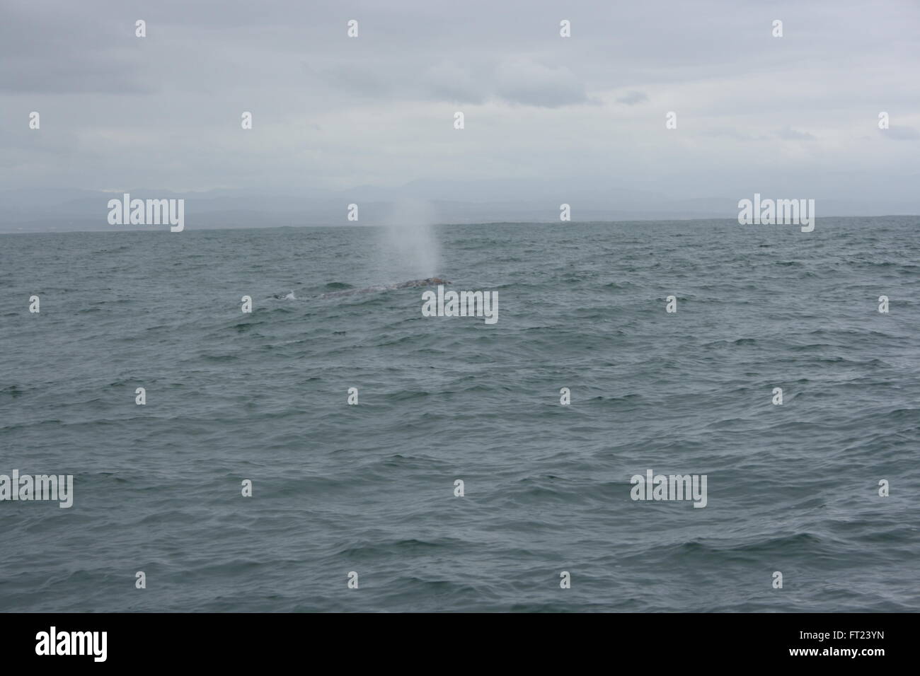 La pulvérisation des baleines dans l'océan Pacifique près de Monterey Banque D'Images