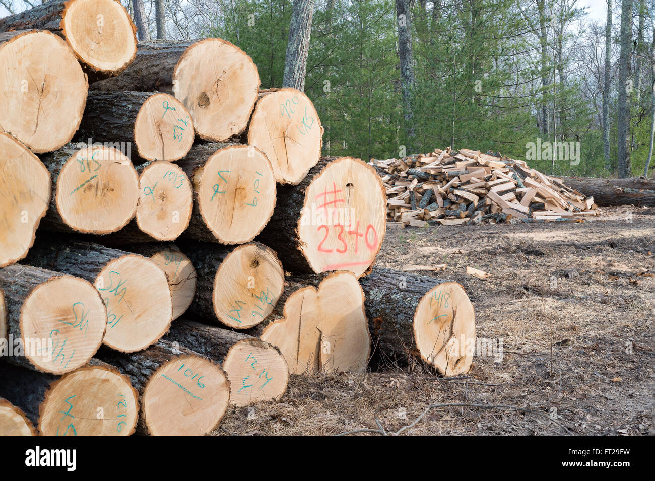 Pile de bois prêt pour la scierie avec une pile de bois de chauffage. Banque D'Images