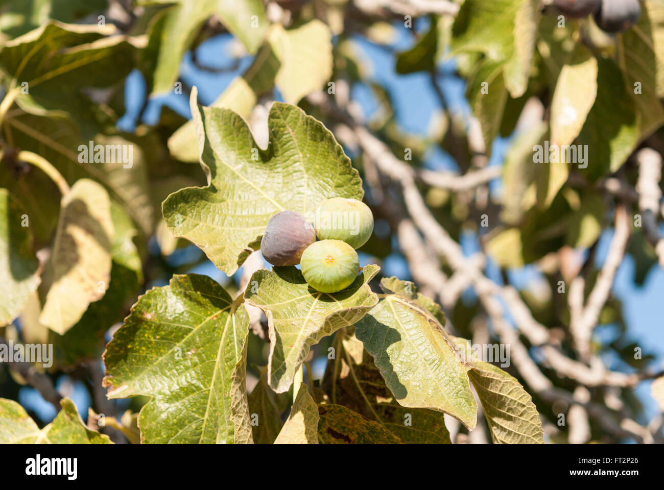 Bouquet de figues pourpres mûres sur l'arbre libre. Ciel bleu en arrière-plan. Banque D'Images