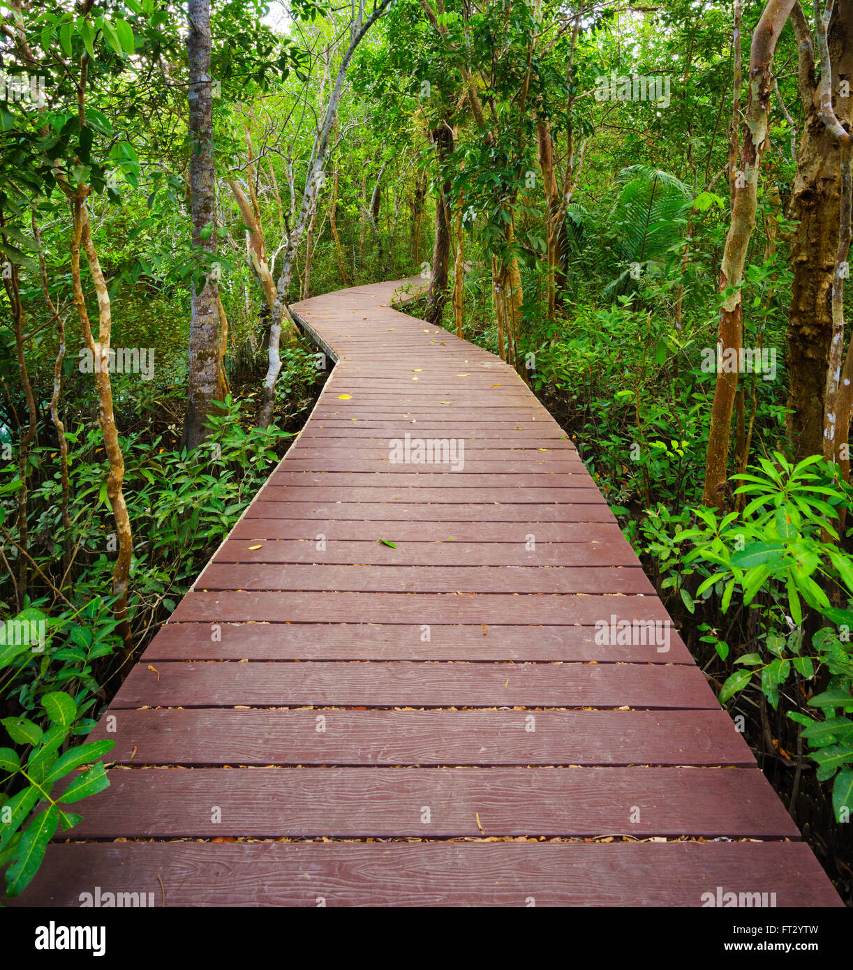 Pont en bois pour la jungle, Tha pom mangrove, Krabi, Thaïlande Banque D'Images