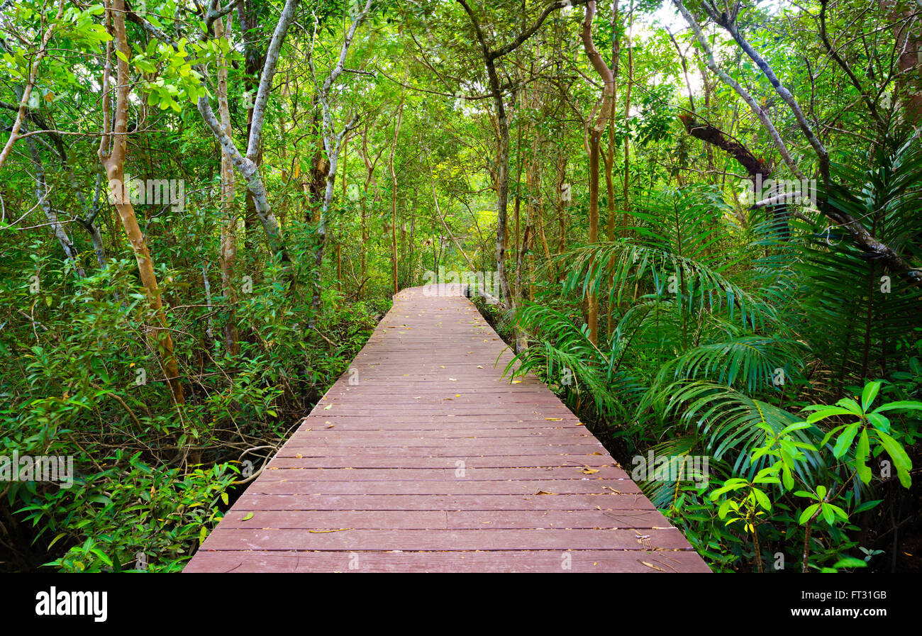 Pont en bois pour la jungle, Tha pom mangrove, Krabi, Thaïlande Banque D'Images