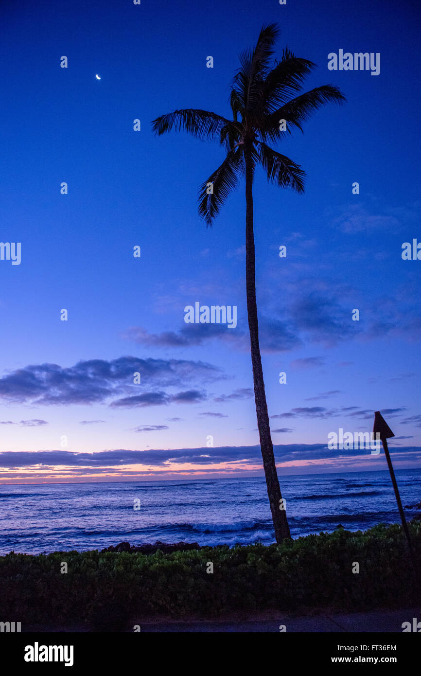 Crépuscule bleu profond silhouette de palmier dans Kauai Hawaii Banque D'Images