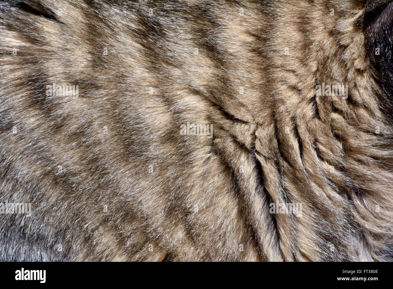 Texture de fond fourrure chaton Banque D'Images