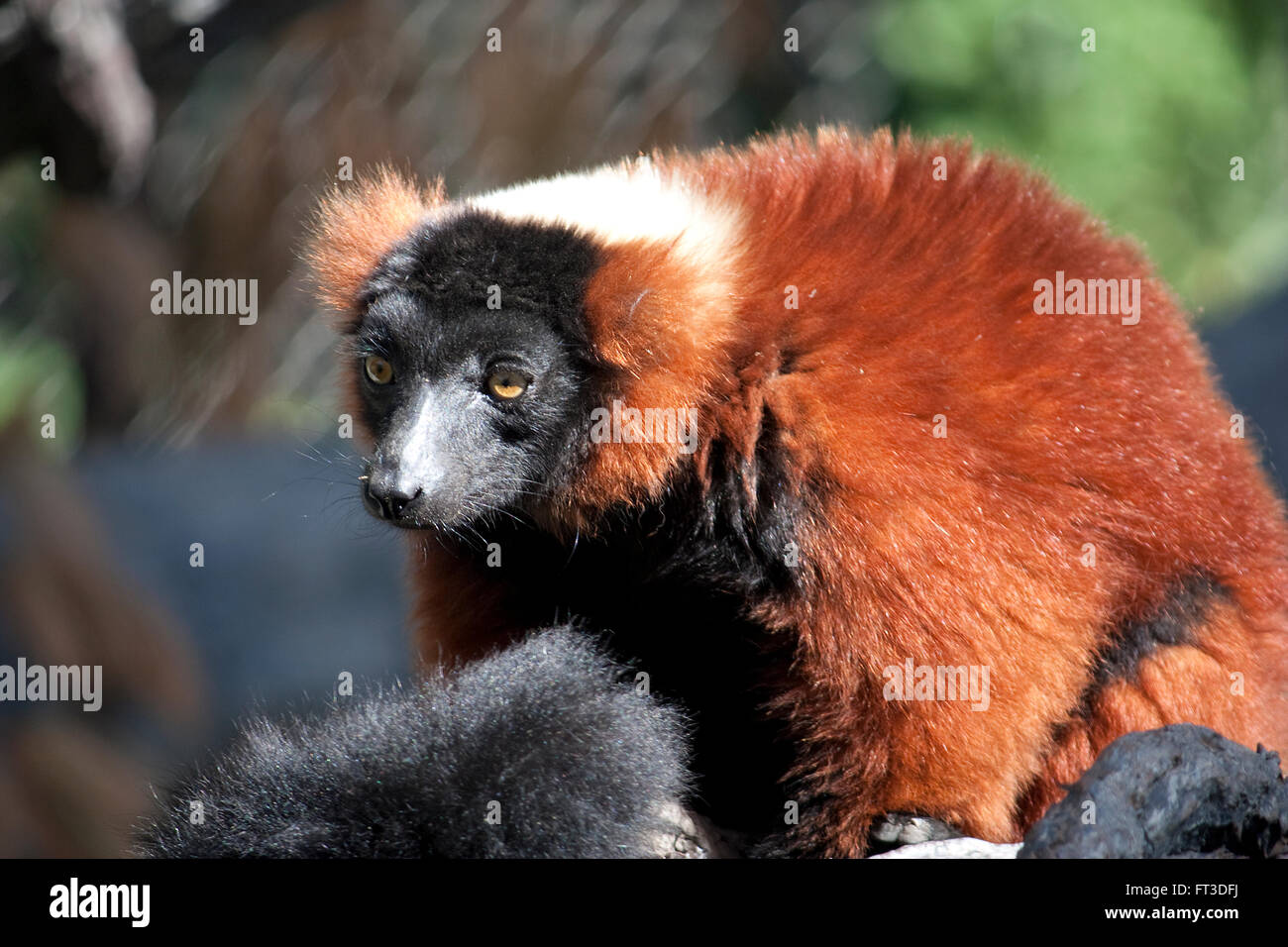 Une gélinotte red lemur au zoo Banque D'Images