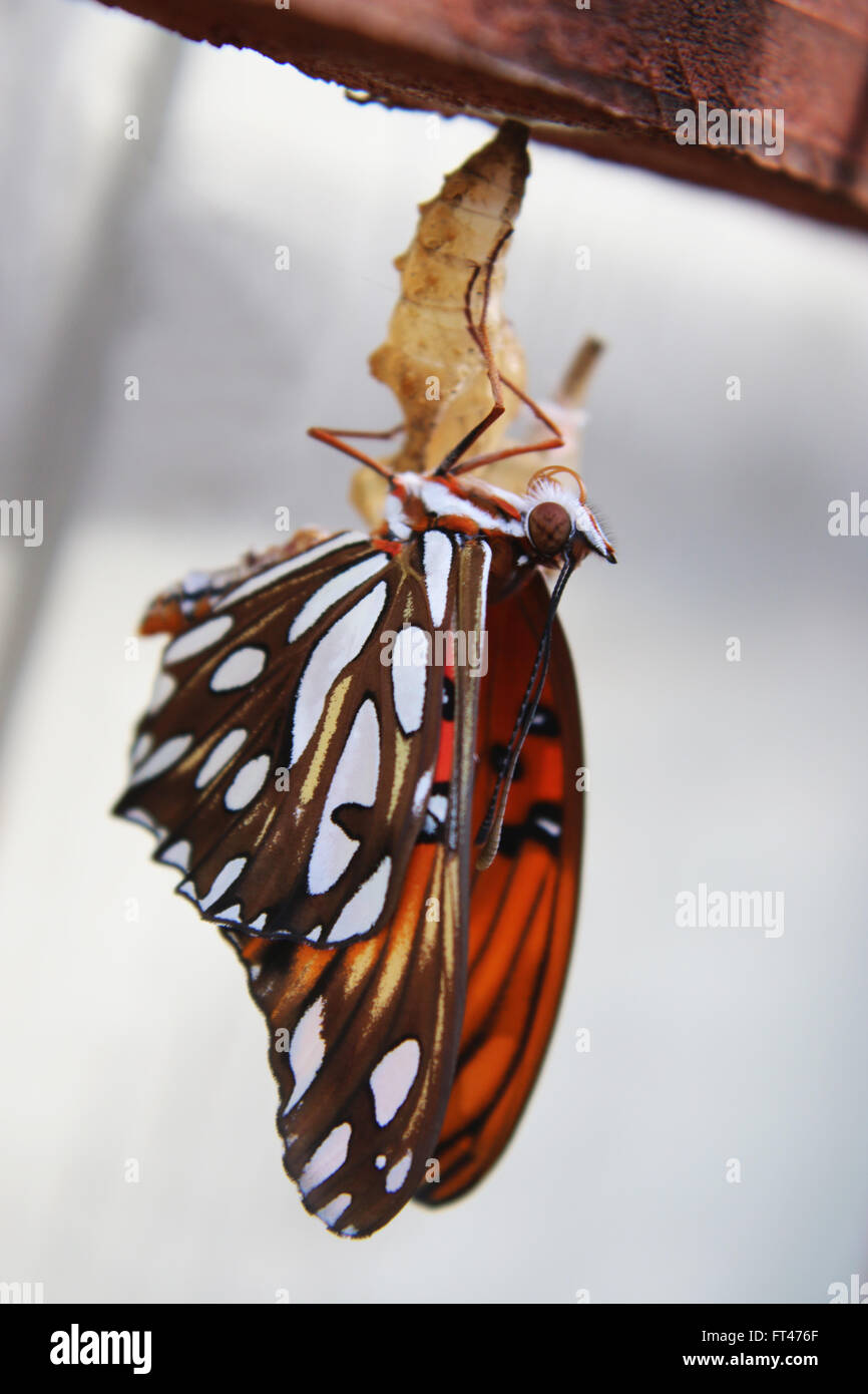Agraulis vanillae Gulf fritillary (papillon) l'éclosion d'un cocon Banque D'Images
