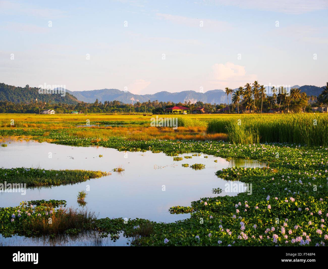 Paysage rural de bassins et de rizières sur l'île de Langkawi, Kedah, Malaisie Banque D'Images