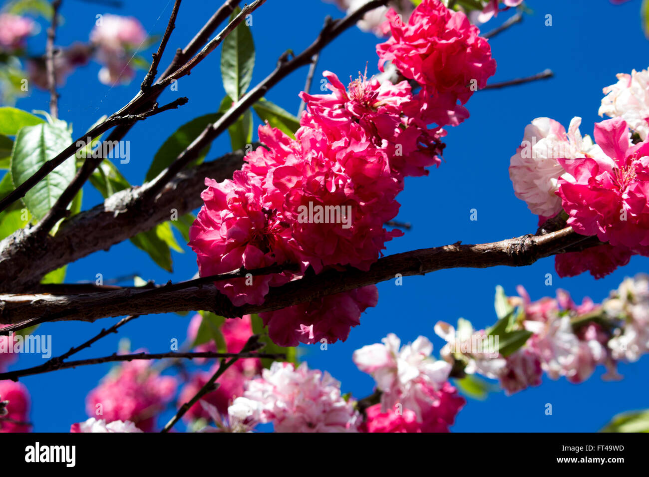 Deux Tons De Rose Fleurs Froufrous Double Dun Arbre