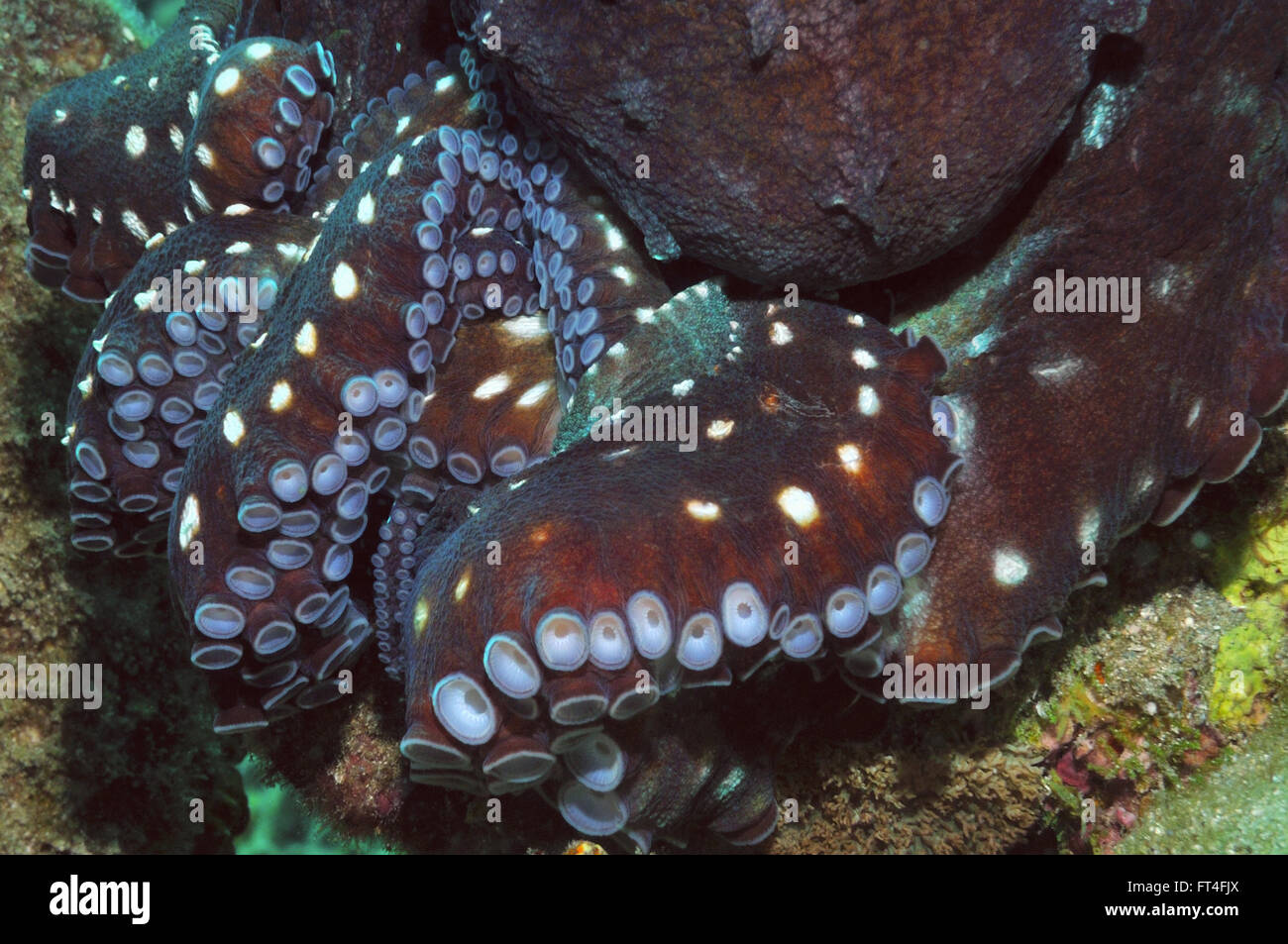 Un gros plan de tentacules d'une pieuvre assis sur un récif, Marsa Alam, Egypte, Mer Rouge Banque D'Images