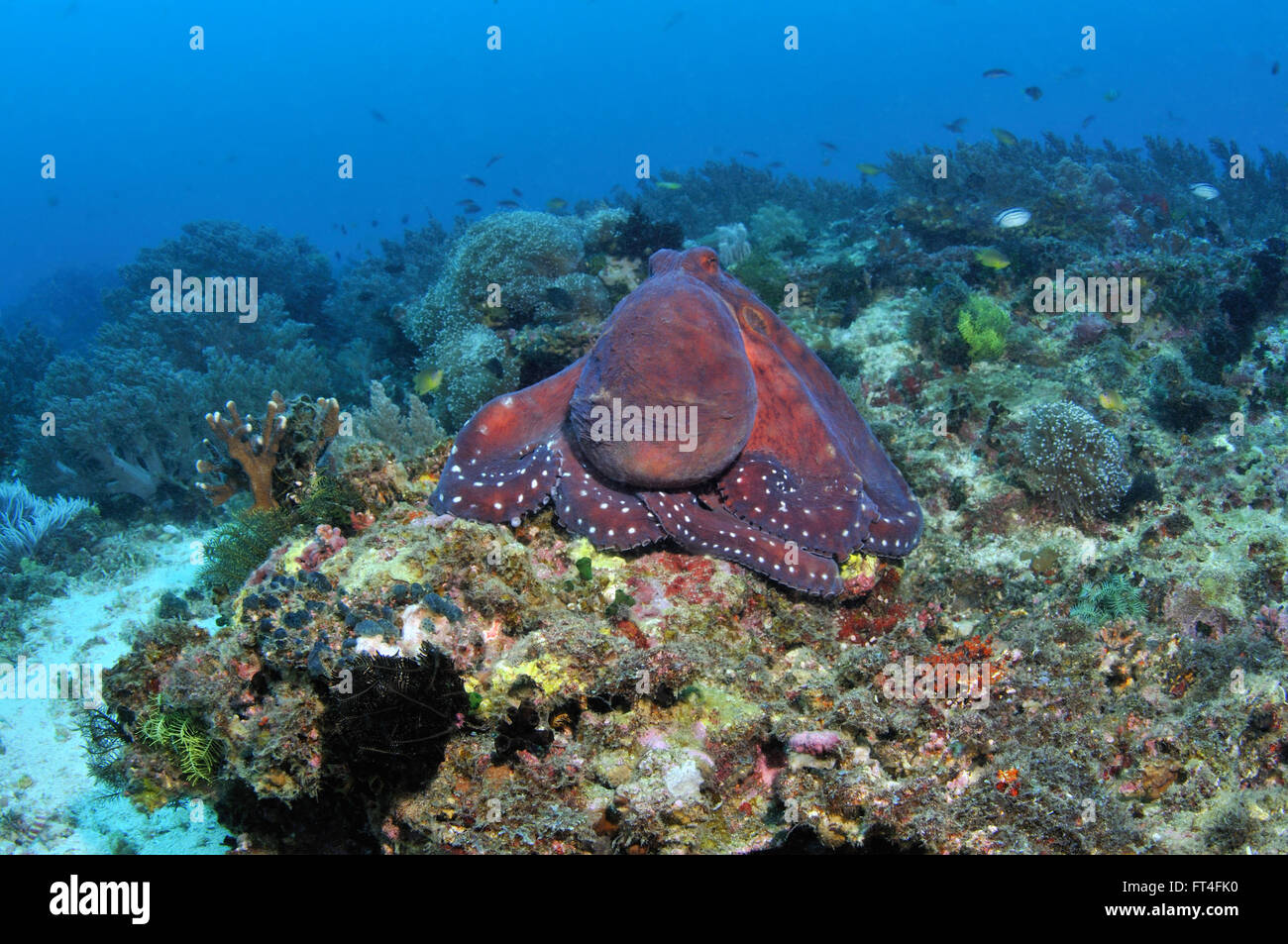 Une énorme pieuvre assis sur une barrière de corail, l'île aux Serpents, Pamilacan, Philippines Banque D'Images