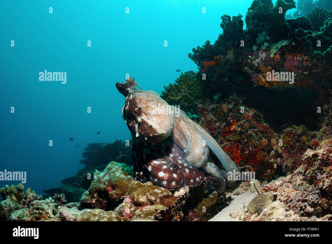 Un gros poulpe est changer les couleurs et prêt à nager, S. Ari Atoll, Maldives Banque D'Images