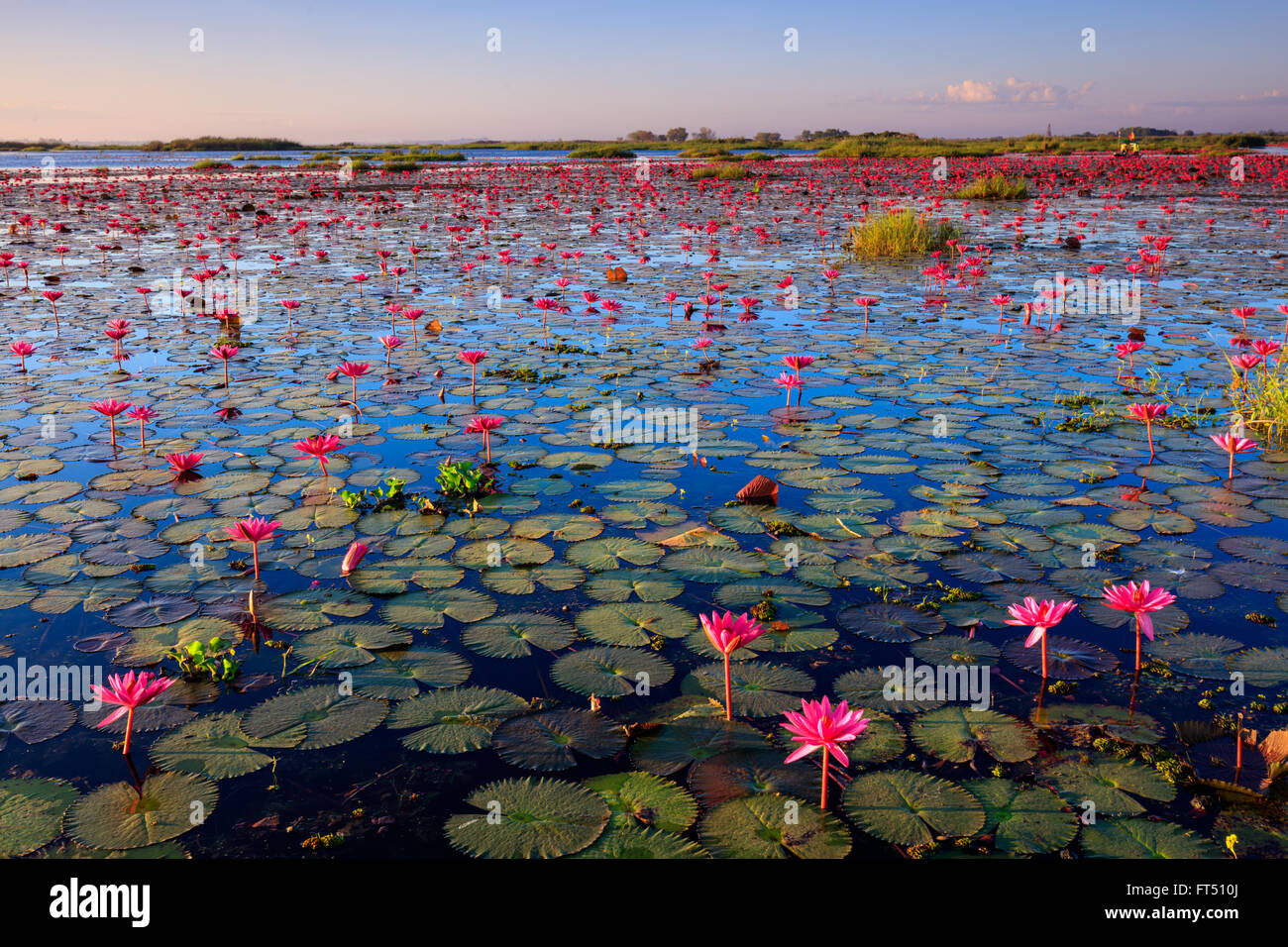 La mer rouge, le lac de lotus Nong Harn, Udon Thani, Thaïlande province Banque D'Images