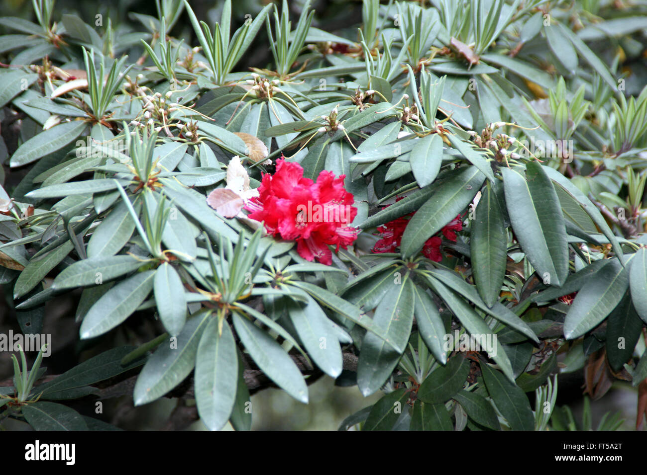Rhododendron Rhododendron arboreum, arbre, arbuste ou petit arbre à fleurs rouge vif en grappes Banque D'Images