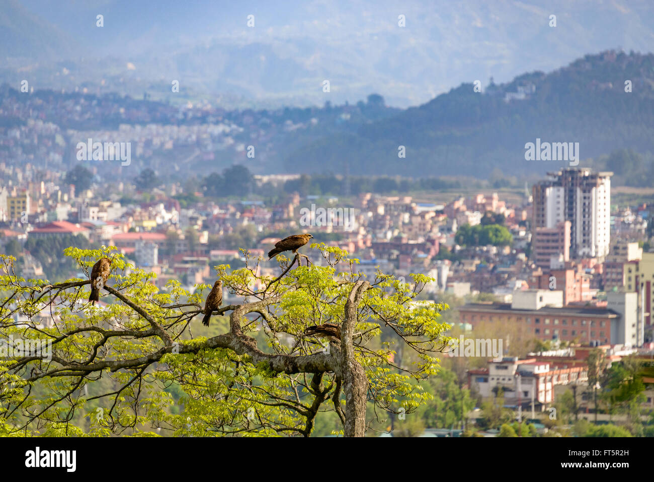Les oiseaux de proie sur un arbre surplombant Katmandou au Népal Banque D'Images