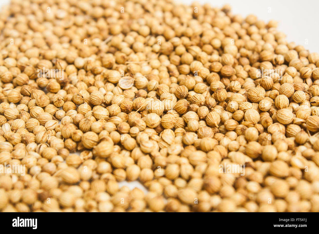 Tas de graines de coriandre (Coriandrum sp.) Stock Photo Banque D'Images