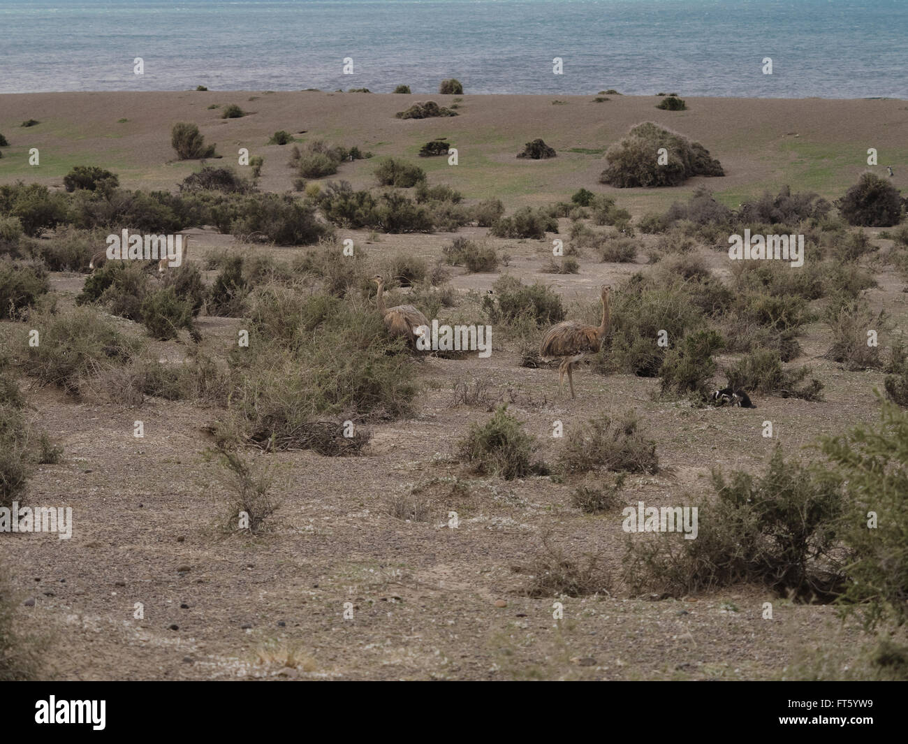 Les oiseaux aptères, Rhea vu en Patagonie avec Manchots de Magellan. Banque D'Images