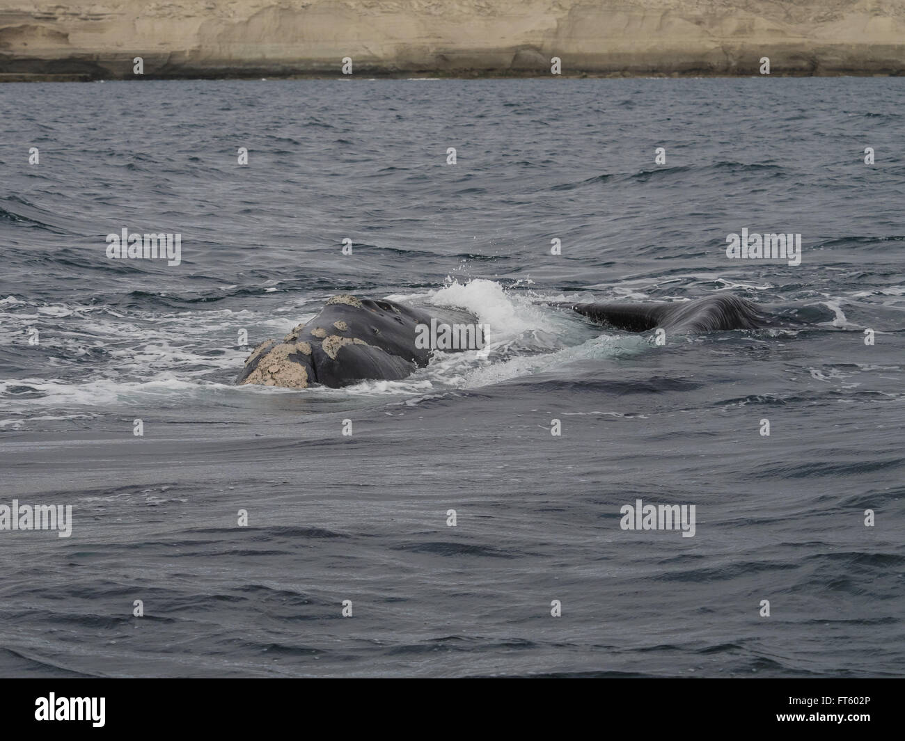 Baleine franche australe, vu à Puerto Pyramides, Patagonie, Argentine. Banque D'Images