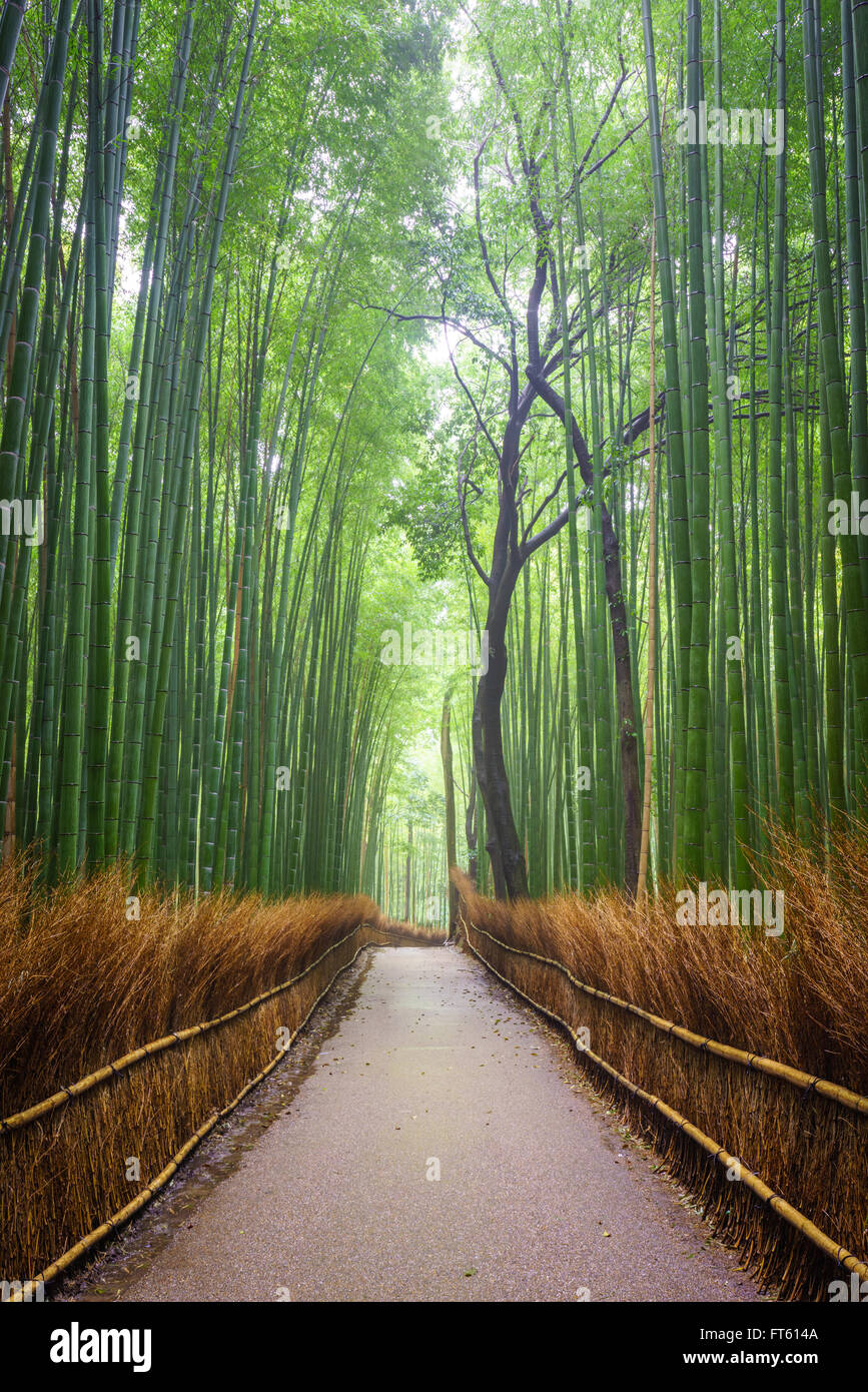 Chemin de forêt de bambou, de Arashiyama, Kyoto, Japon Banque D'Images