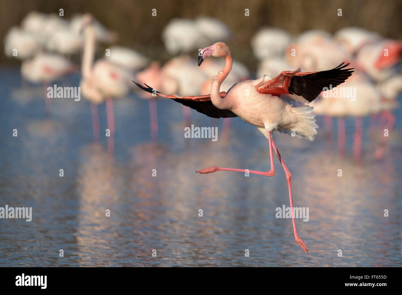 Flamant rose (Phoenicopterus roseus) l'atterrissage sur le lac, Camargue, sud de la France, France Banque D'Images