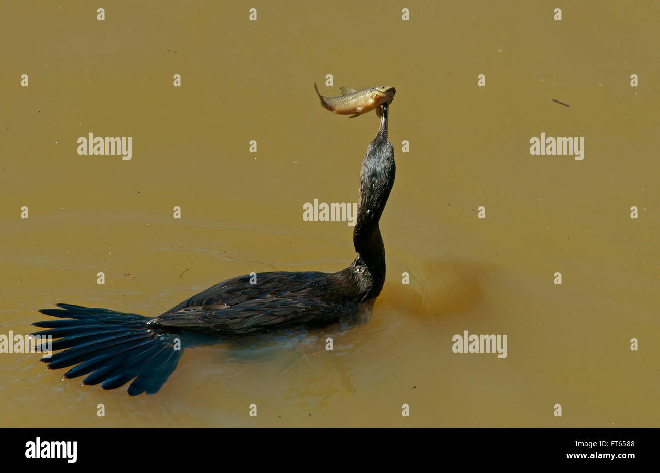 Cormoran vigua (Phalacrocorax brasilianus) avec un poissons harponnées, Pantanal, Mato Grosso, Brésil Banque D'Images