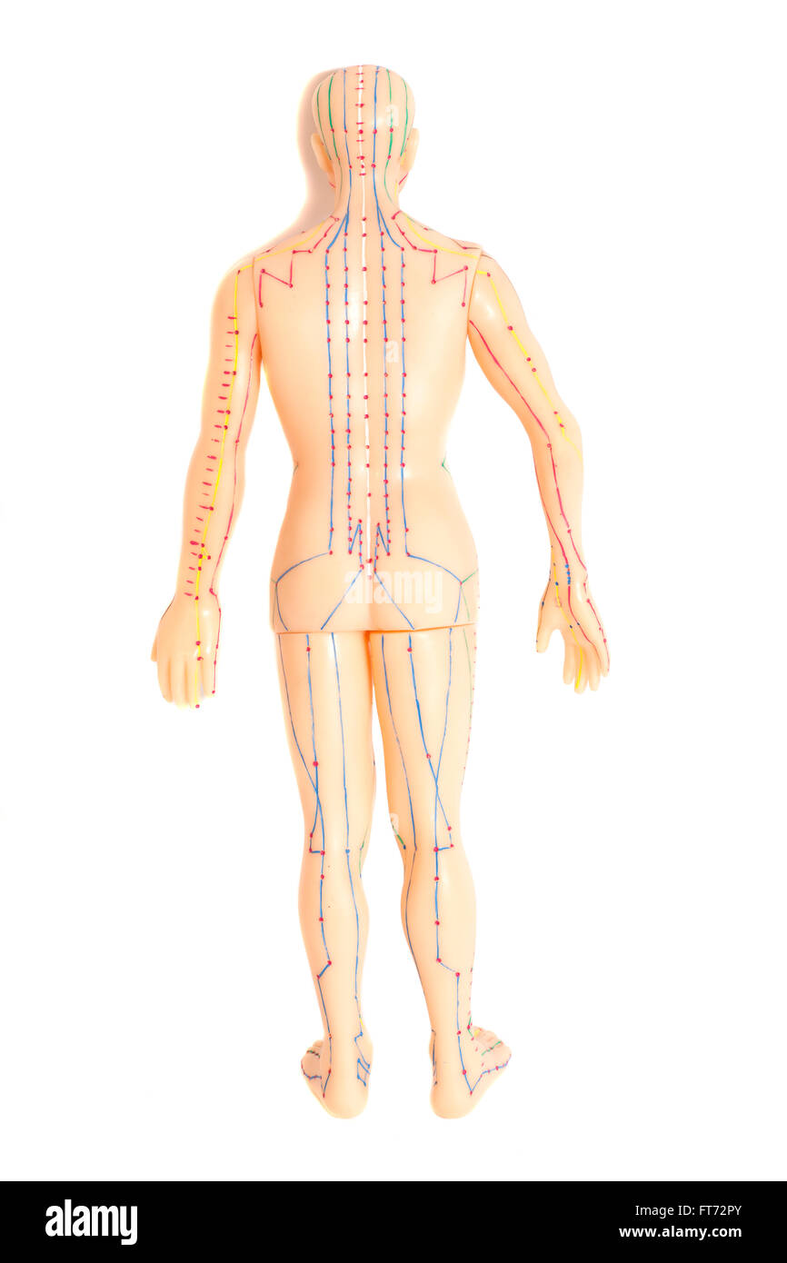 Le modèle des droits de l'acupuncture médicale isolé sur fond blanc Banque D'Images