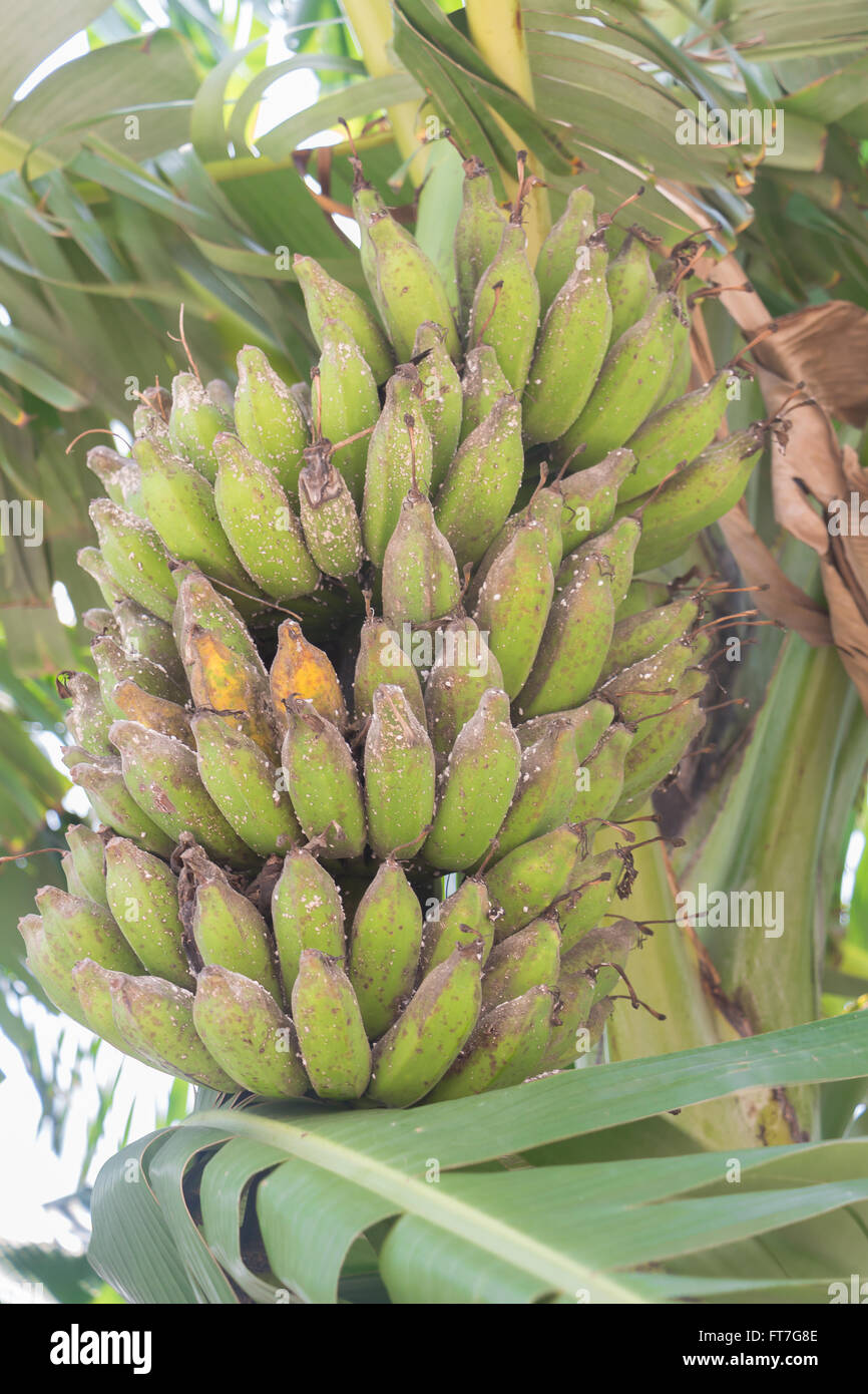 Banana ont causés par un ravageur Banque D'Images