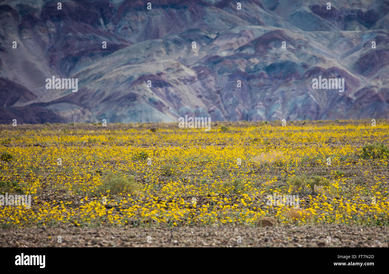 Champ Profond de fleurs jaunes à la vallée de la mort au cours d'une super bloom Banque D'Images