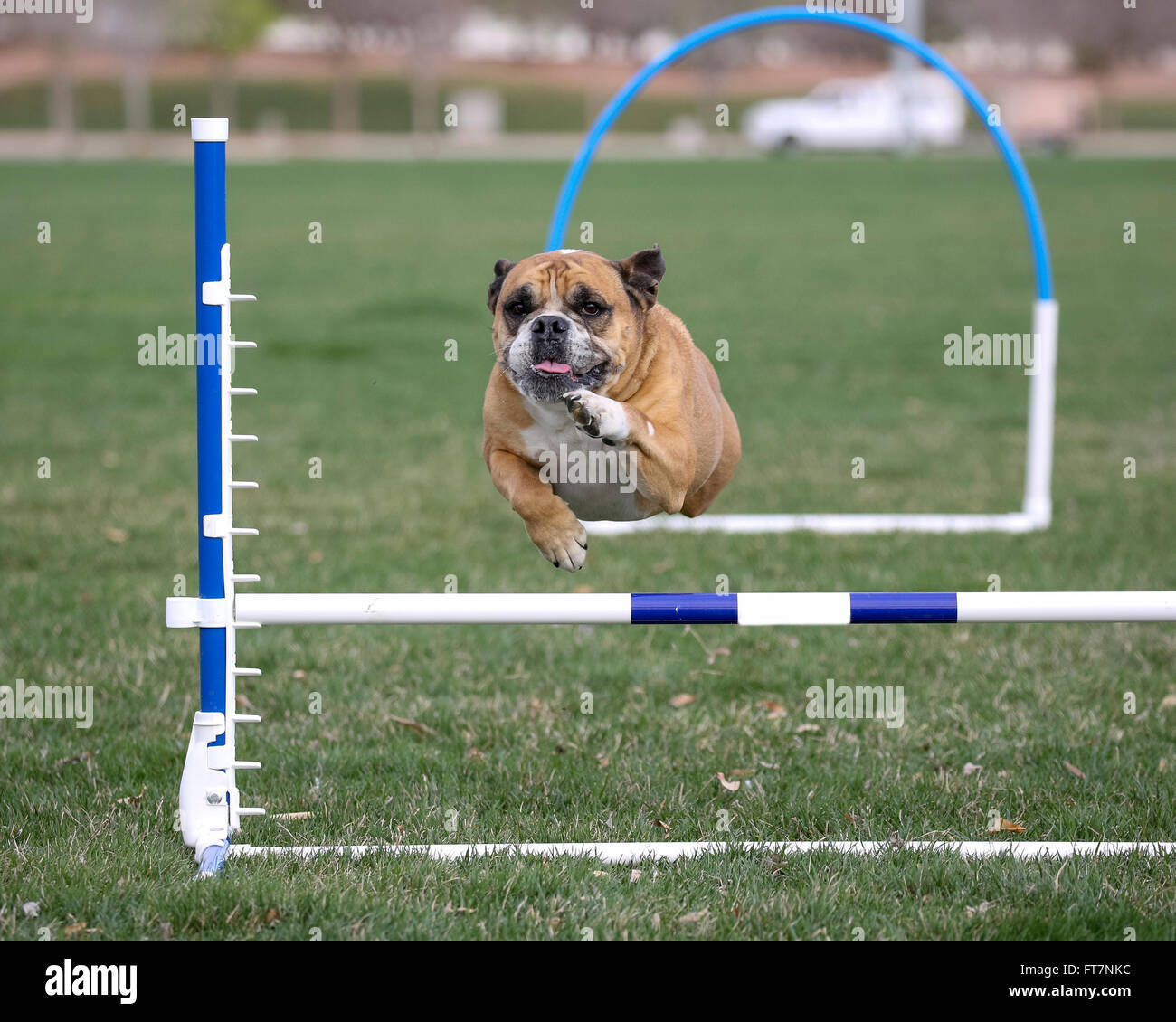 Head shot sur d'un bulldog Anglais sur un saut dans l'agilité Banque D'Images