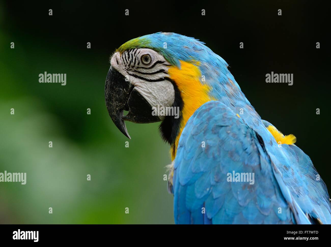 Beau bleu-et-jaune Macaw (Ara ararauna), également connu sous le nom de bleu et or Macaw Banque D'Images