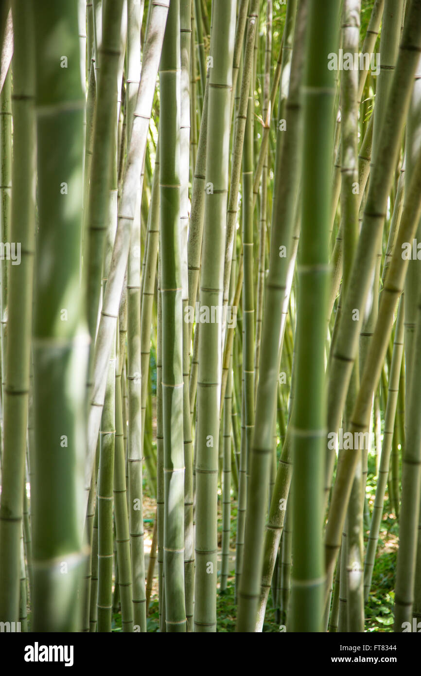 Vue à travers une forêt de tiges de bambou vert Banque D'Images