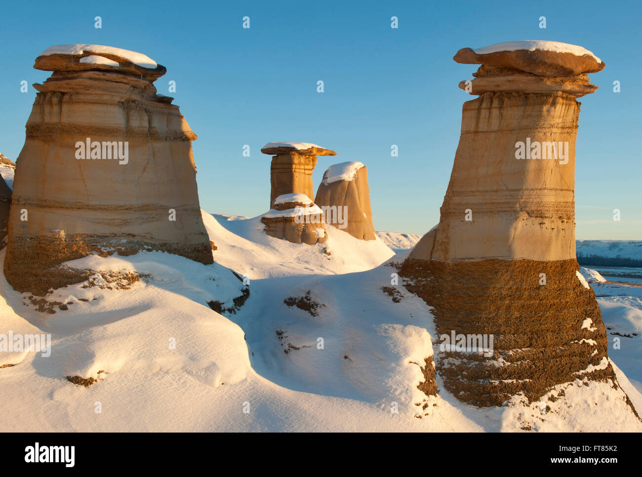 Hoodoos à Drumheller, suppression des sédiments du Crétacé badlands érodées dans la zone de recherche des fossiles de dinosaures, Drumheller, Alberta Banque D'Images