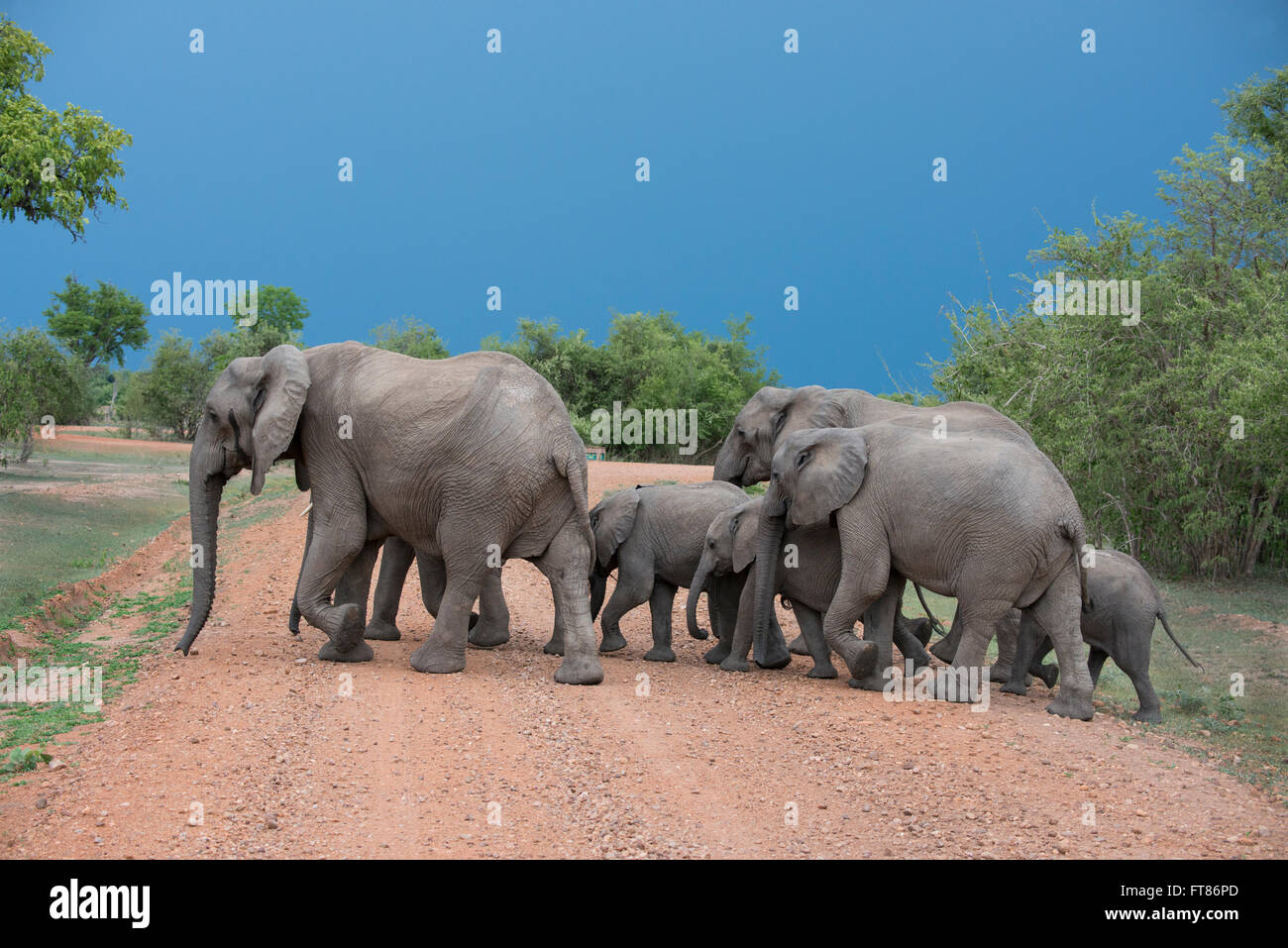 L'Afrique, la Zambie, le parc national de South Luangwa, Mfuwe. Troupeau d'éléphants d'Afrique (Loxodonta africana) : sauvages sur Park Road. Banque D'Images