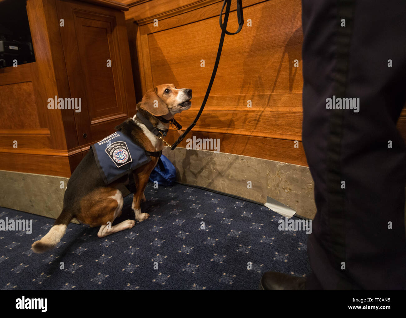 L'officier canin Jones du CBP, accompagné de son partenaire canin Hudson, démontre l'utilisation de canines dans la détection de produits agricoles dangereux lors d'une audience du Sénat sur le rôle des programmes canins dans la sécurité intérieure. Leur contribution aux efforts de sécurité aux États-Unis a été discutée en relation avec la protection de l'agriculture et de la biosécurité aux États-Unis. Banque D'Images