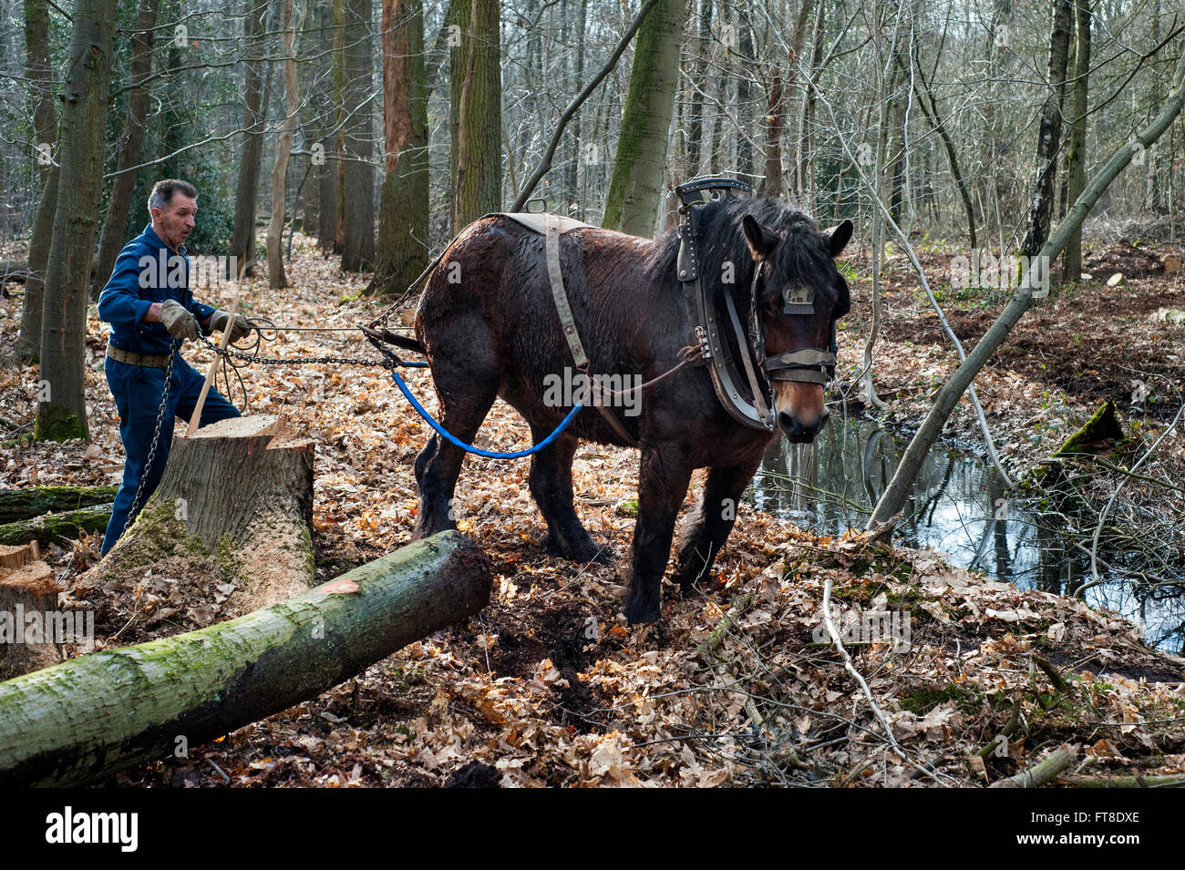 Arbre forestier faisant glisser-tronc de dense forêt avec cheval de trait belge (Equus caballus) Banque D'Images