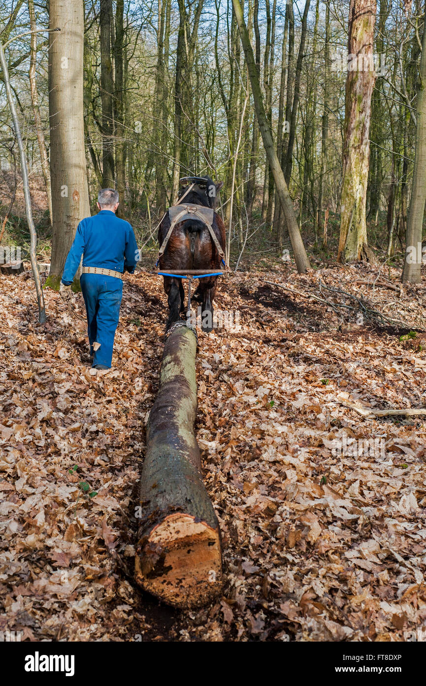 Arbre forestier faisant glisser-tronc de dense forêt avec cheval de trait belge (Equus caballus) Banque D'Images