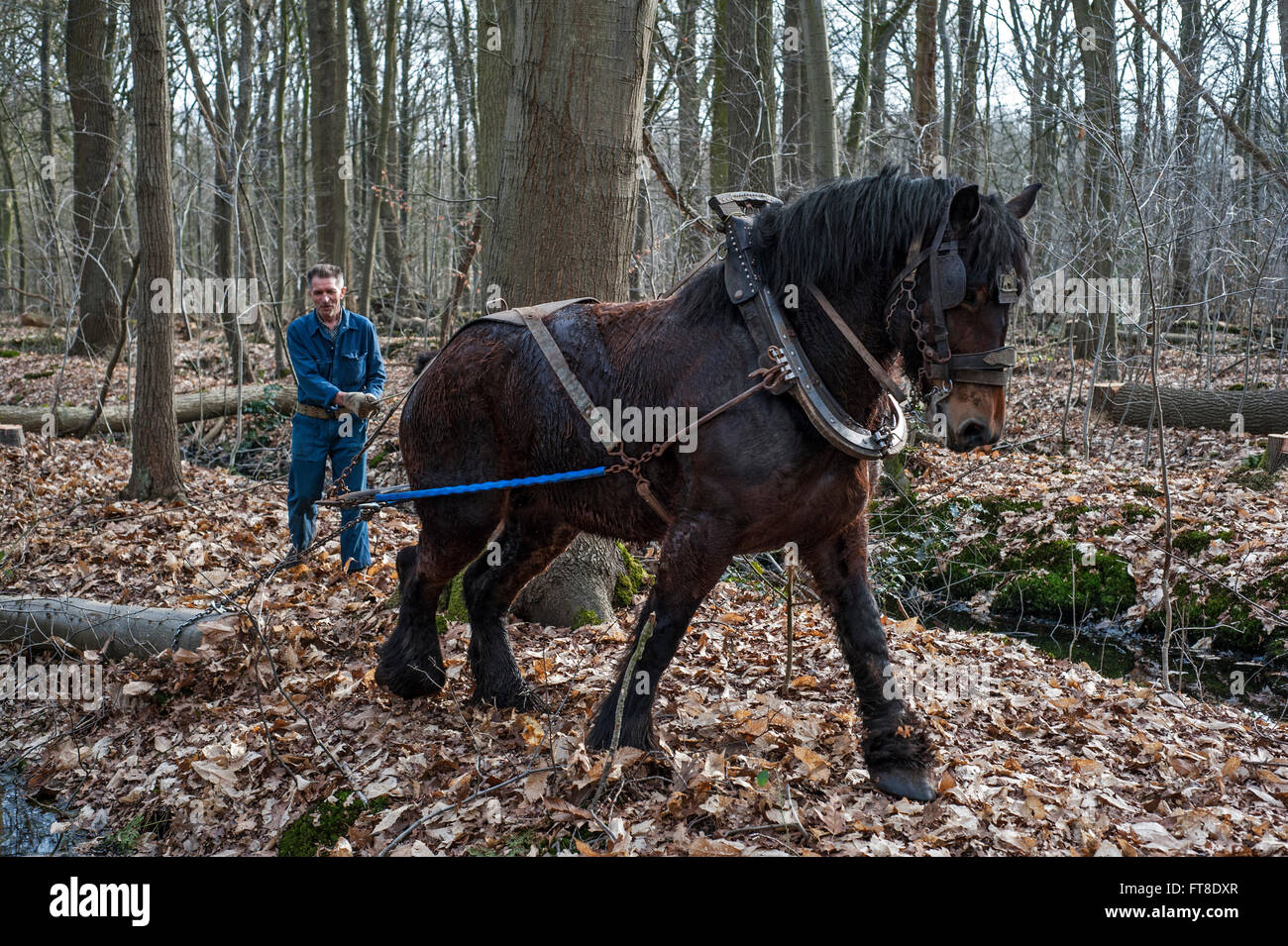 Arbre forestier faisant glisser-tronc de dense forêt avec cheval de trait belge (Equus caballus) Banque D'Images
