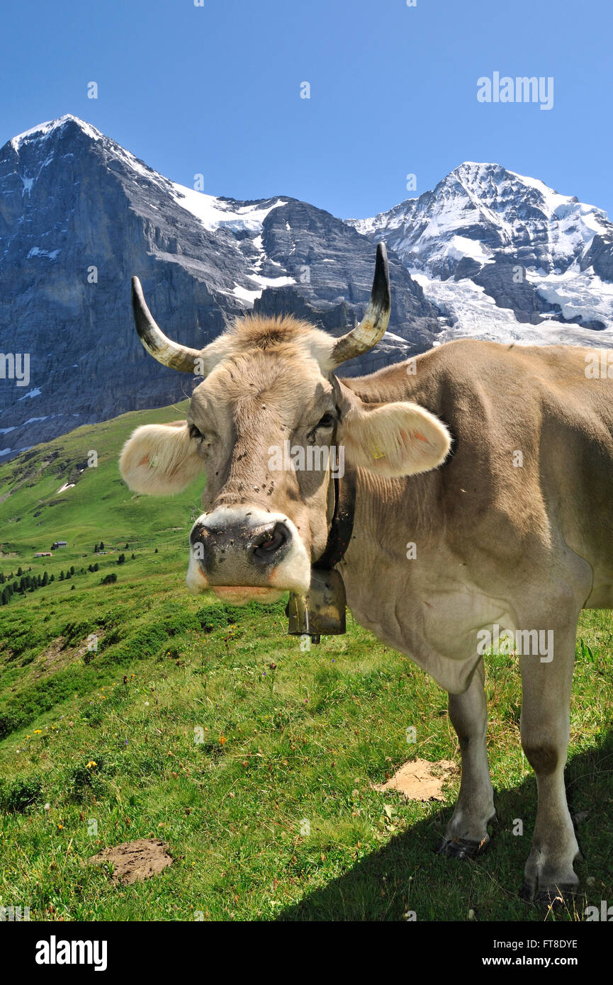 Portrait of brown Alpine vache (Bos taurus) avec cowbell à prairie alpine, Alpes Suisses, Suisse Banque D'Images