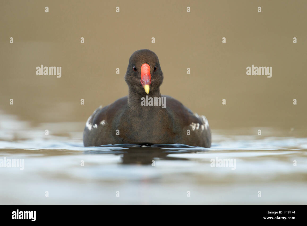 Serious look Moorhen commun ( Gallinula chloropus ) en tenue d'élevage, plan frontal, en contact visuel avec le photographe, faune, Europe. Banque D'Images