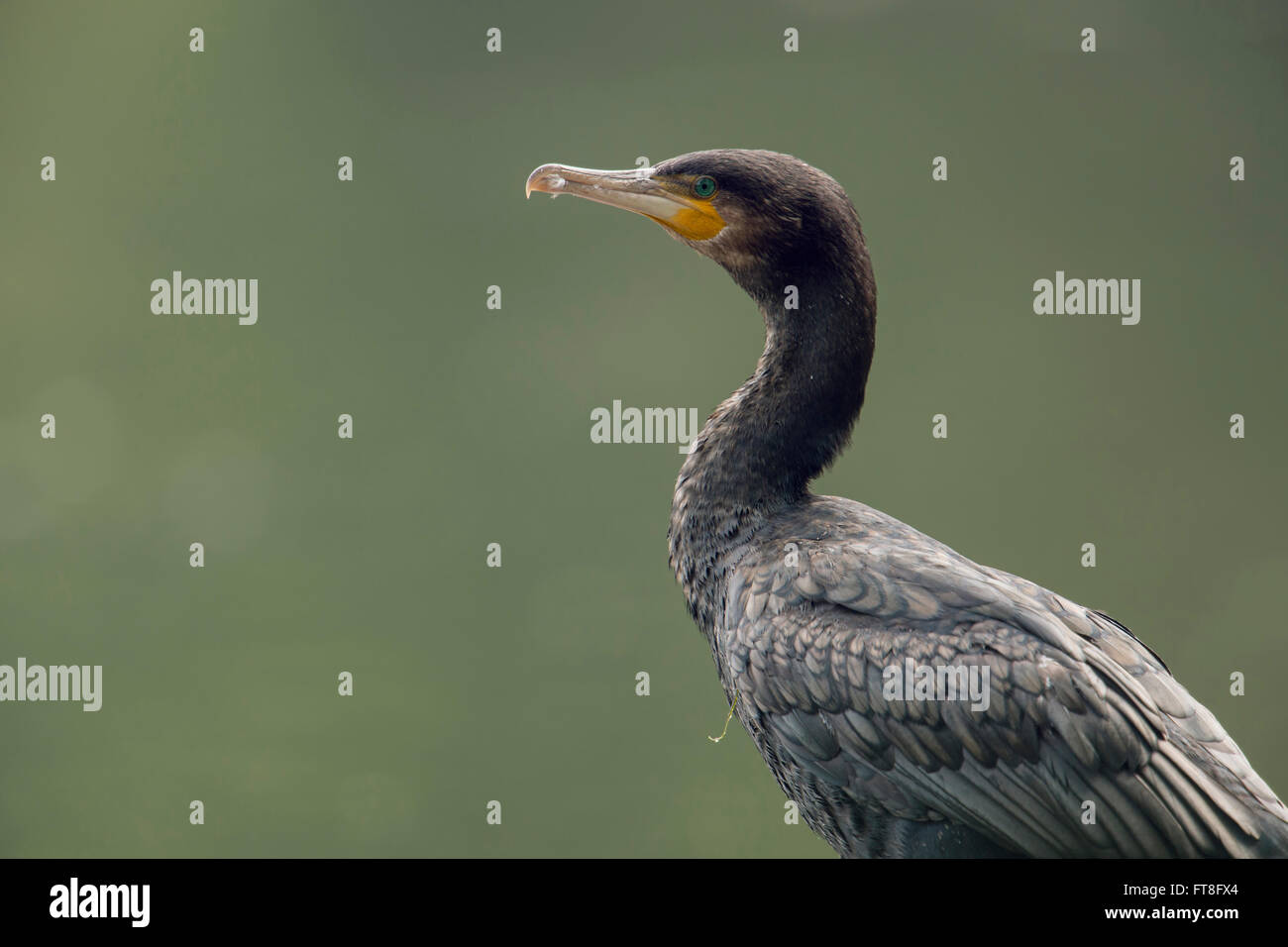 Grand cormoran ( Phalacrocorax carbo ), adulte, gros plan, portrait, assis devant un fond vert naturel propre, faune, Europe. Banque D'Images