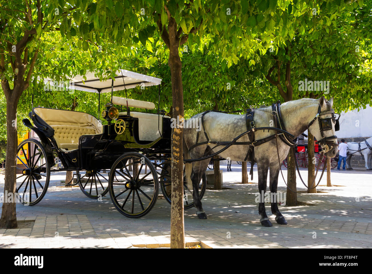 Transport de chevaux pour le tourisme, à Séville, Espagne Banque D'Images