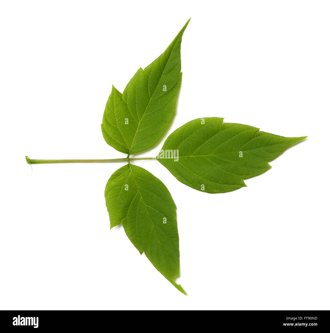 L'érable frêne vert (Acer negundo) feuille. Isolé sur fond blanc. Banque D'Images