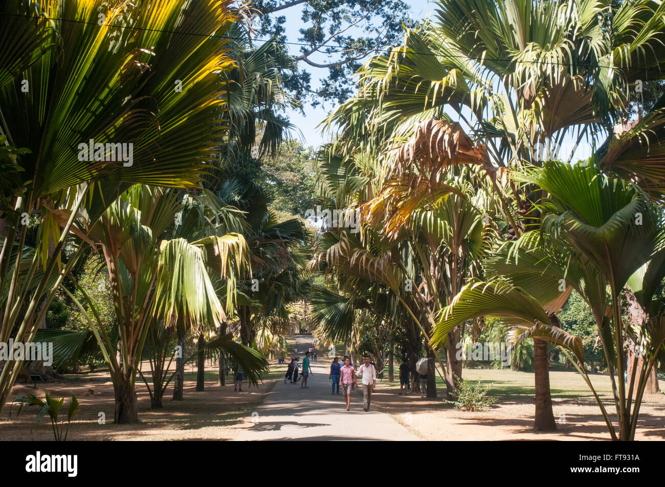 Avenue des cocotiers Double des Seychelles au Jardin botanique de Peradeniya, Sri Lanka Banque D'Images