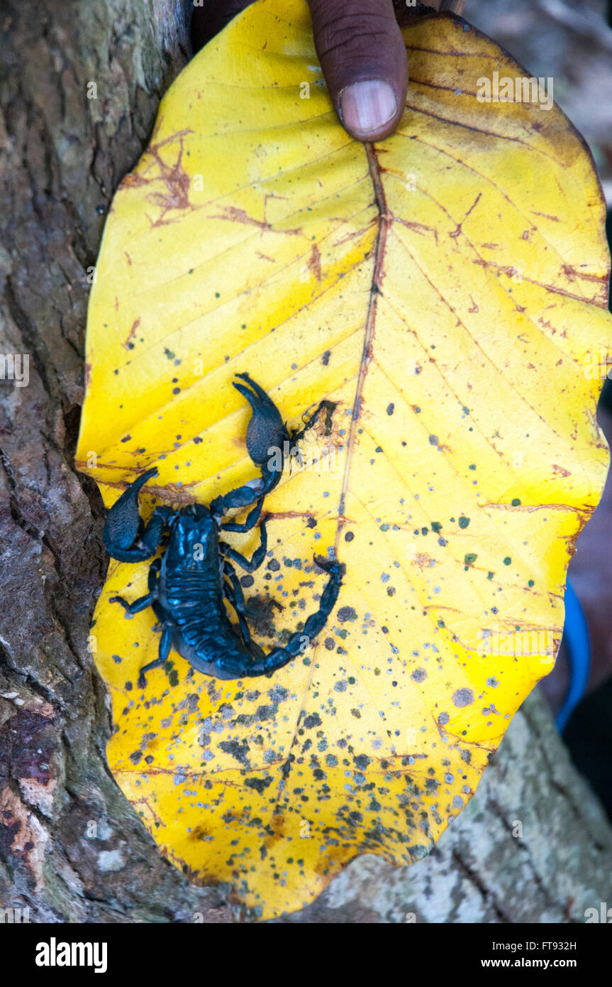 Scorpion géant au Jardin botanique de Peradeniya, Sri Lanka Banque D'Images