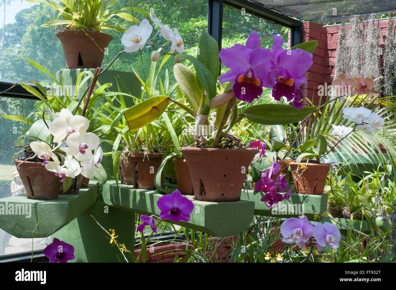 Orchid House au Jardin botanique de Peradeniya, Sri Lanka Banque D'Images