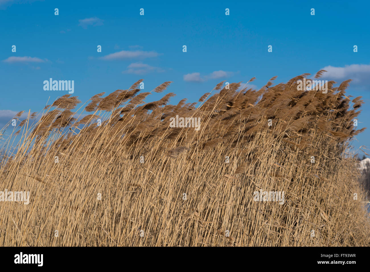 Reed se balançant sous ciel bleu avec quelques nuages. Banque D'Images
